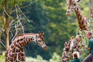 when you study in Cambridge in summer 2017 you will also visit the safari park as part of the social programme