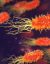 Medical Biology 13–15
